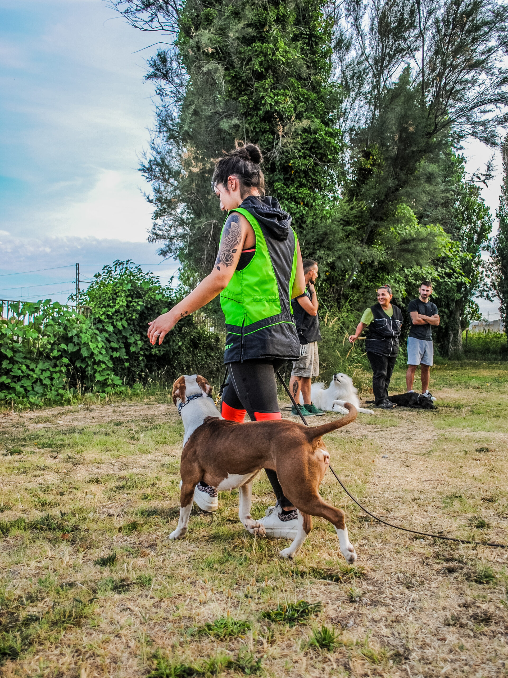 Cane adedstrato in condotta