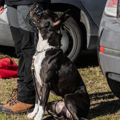 Gestione Problemi Comportamentali Del Cane E Utilizzo Della Museruola