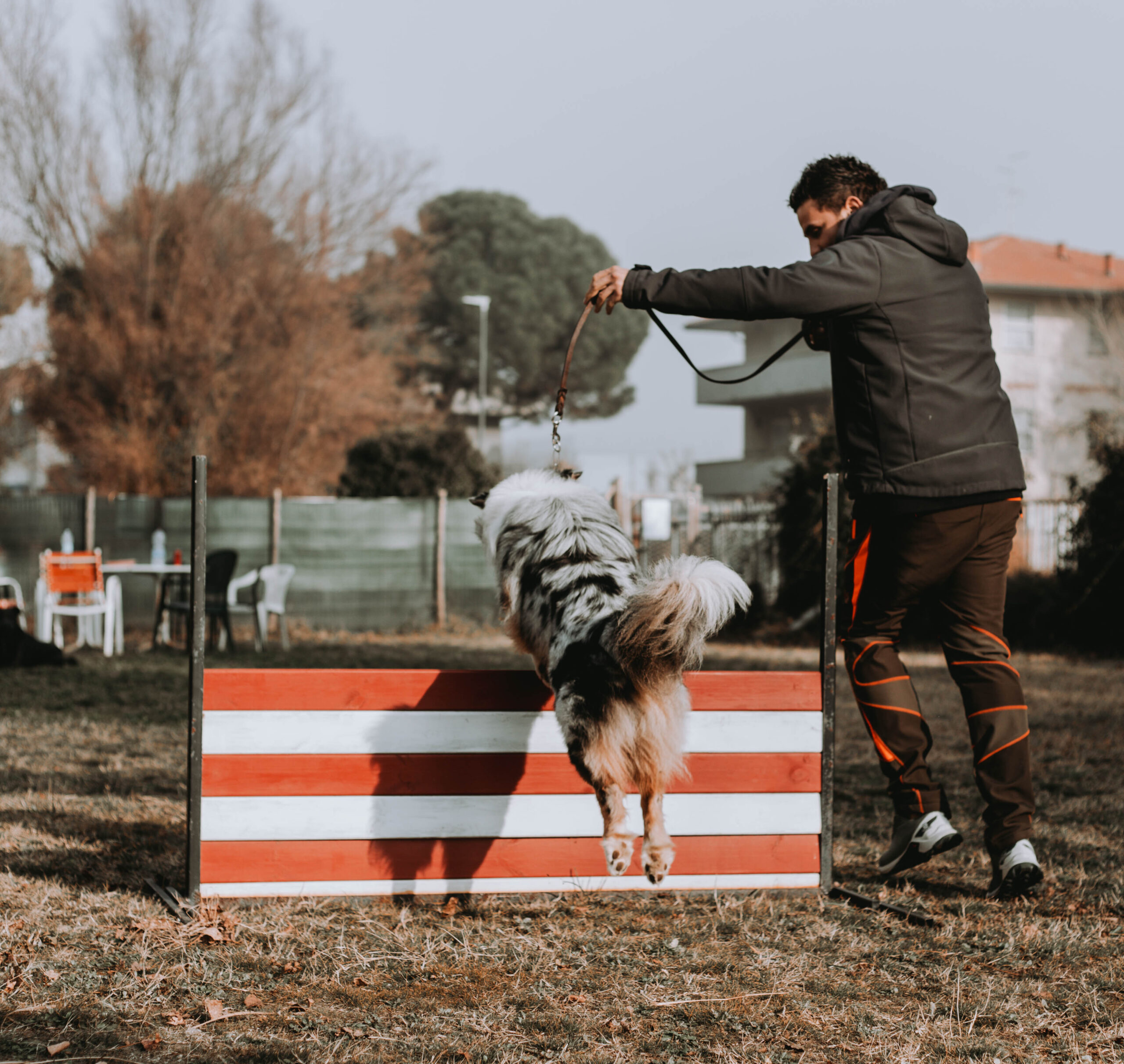 Cane addestrato condotto al salto